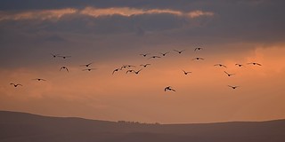 Sunset Birds