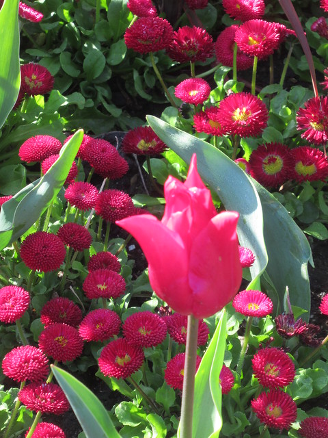 Gesner's Tulip (Tulipa Gesneriana), Avenue Gardens and English Gardens, Regent's Park, City of Westminster and Borough of Camden, London, NW1 4NR
