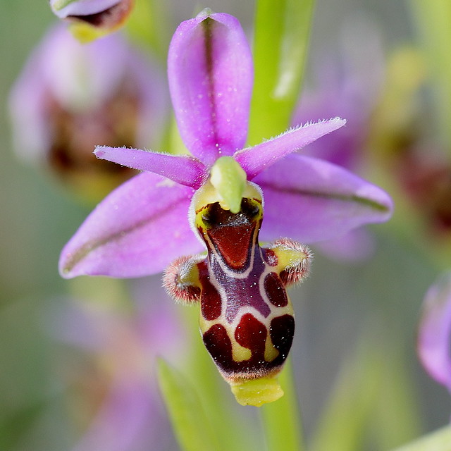 Ophrys scolopax subs. apiformis (Ophrys picta)