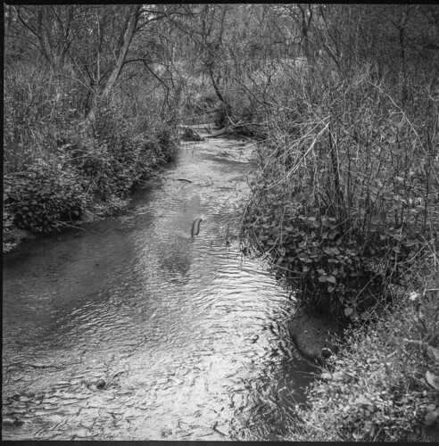 stream creek spring landscape asheville northcarolina ricohflexdiam ricohflex ricoh diacord twinlensreflex tlr mediumformat monochrome monochromatic blackandwhite 120 120film film analog 6x6