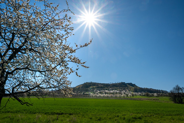 Cherry blossom in Franconian Switzerland - Wallberla - 0381