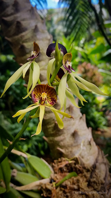 Prosthechea