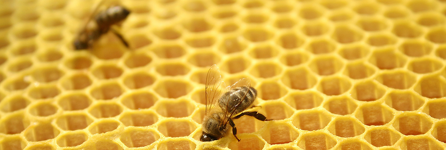 beekeeping