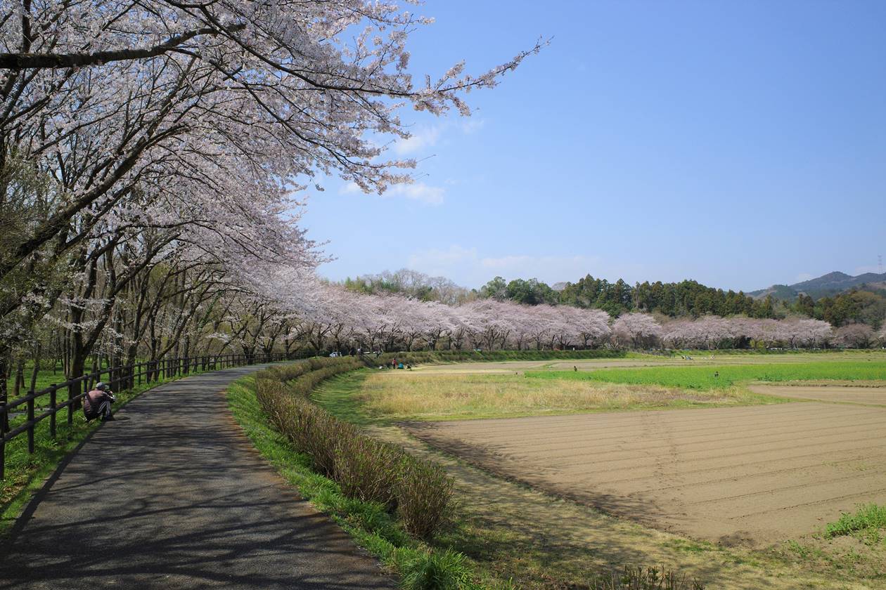 巾着田の桜並木