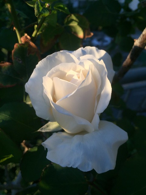 White Mount Shasta Rose