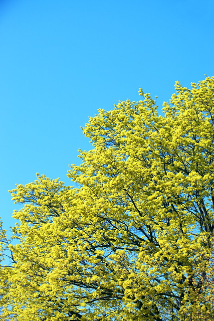 Tree with Yellow Blossoms in April 2021
