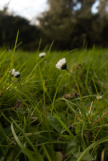 Daisies and Grass II