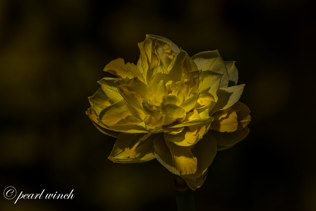 A lone daffodil