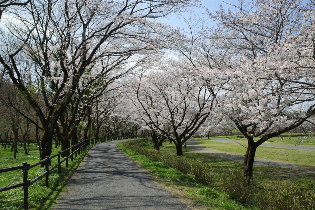 巾着田の桜並木
