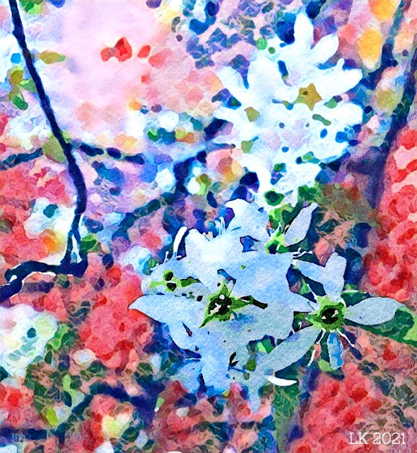 flowering in blue......2021-04-27