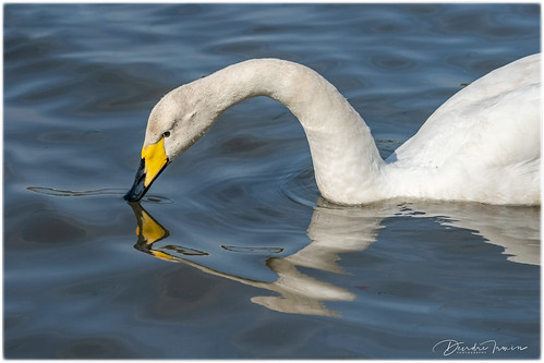 Whooper Swan | by DeirdreYrD