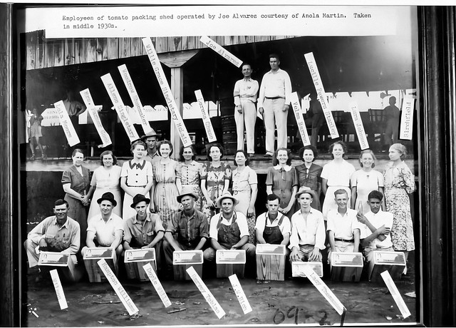 BOOK 10 (109-21) Employees of the Joe Alvarez tomato shed in the 1930s-Enhanced (1)