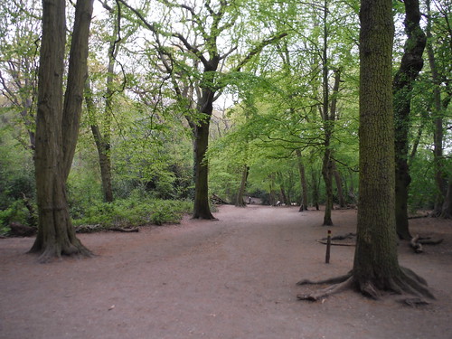 Broad Path in Highgate Wood SWC Short Walk 49 - Highgate Wood and Queen's Wood