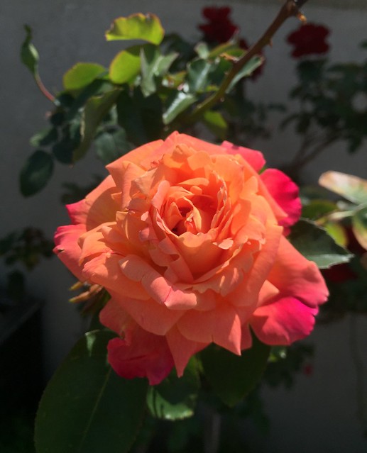 Tahiti Rose