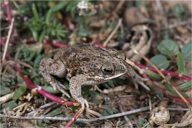 Chaco Granulated Toad (Rhinella major)