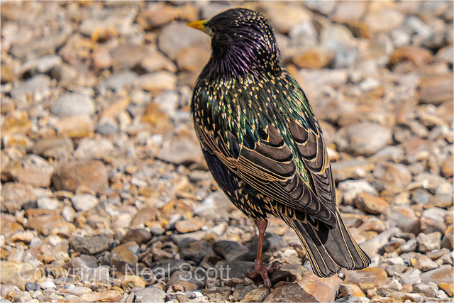 Starling display in Southsea today