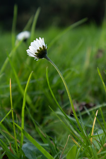 Daisies and Grass III