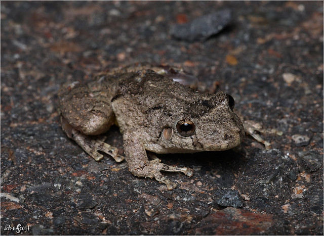 Mato Grosso Snouted Tree Frog (Scinax acuminatus)