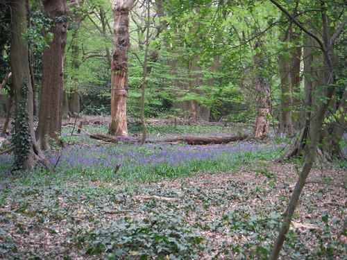 Bluebells in Highgate Wood SWC Short Walk 49 - Highgate Wood and Queen's Wood