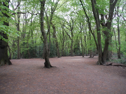 Open Area in Highgate Wood SWC Short Walk 49 - Highgate Wood and Queen's Wood