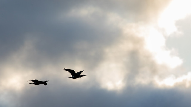 2 Cormorants on their way to the sun