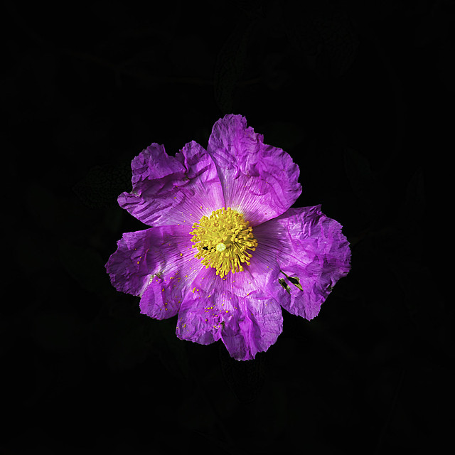 Anemone Wild Flower