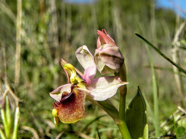 Ophrys tenthredinifera, (Ofride maggiore, Vesparia barbata)