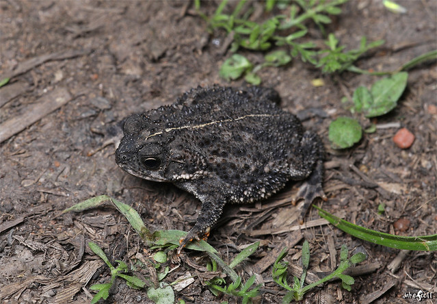 Bella Vista Toad (Rhinella fernandezae)
