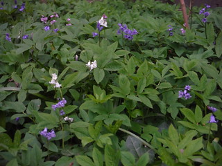 White and Blue Bluebells, Queen's Wood SWC Short Walk 49 - Highgate Wood and Queen's Wood