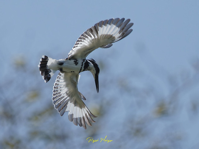 Pied Kingfisher Male