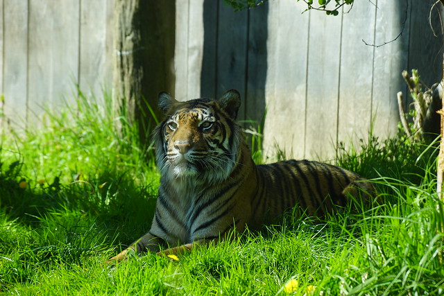 Gaysha, Sumatran Tiger (Panthera Tigris Sumatrae), Tiger Territory, London Zoo, Outer Circle, Regent's Park, City of Westminster and Borough of Camden, London, NW1 4RY