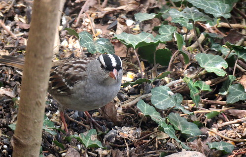 white-crown sparrow