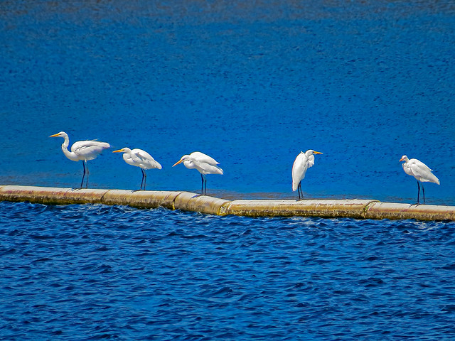 Snowy Egrets on water barrier