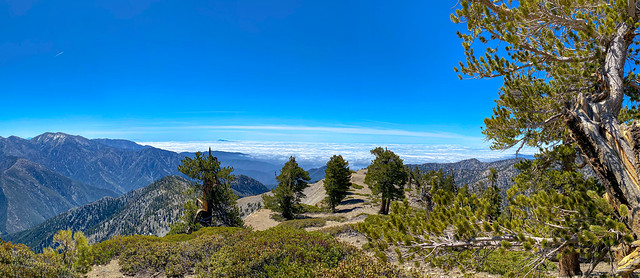 Above the Clouds at Mt. Baden Powell in the Angeles Forest