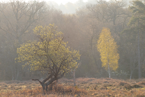 lonelytree lonely lightroom light canon canon77d canoneos77d ef70200mmf4lusm england englishcountryside countryside moody mood nature morning mist misty morningwalk morningmist nationalpark newforest wood woodland wooded woods woodlandwalk forest tree trees composition colours colour yellow bright hampshire dawn firstlight dawning landscape photography photograph peaceful peace heath heathland explored explore inexplore