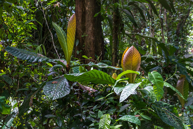 COSTA RICA Cahuita Parque Nacional