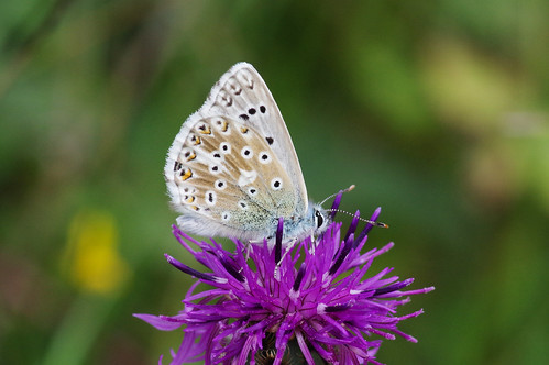 cambridgeshire devilsdyke polyommatuscoridon butterfly chalkhillblue insect nature wild wildlife