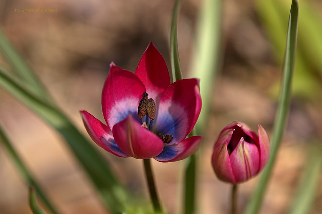 Little wild tulips