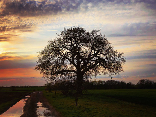 Oak at sunset by Abstrakt 777, tree oldoak oak oaktree sunset sundown countryside northamptonshire england landscapephotography nat