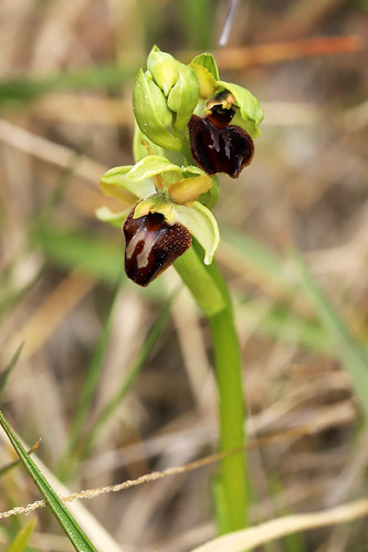 Early Spider Orchid Ophrys sphegodes