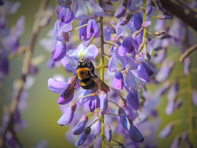 Wisteria and the Big Bee