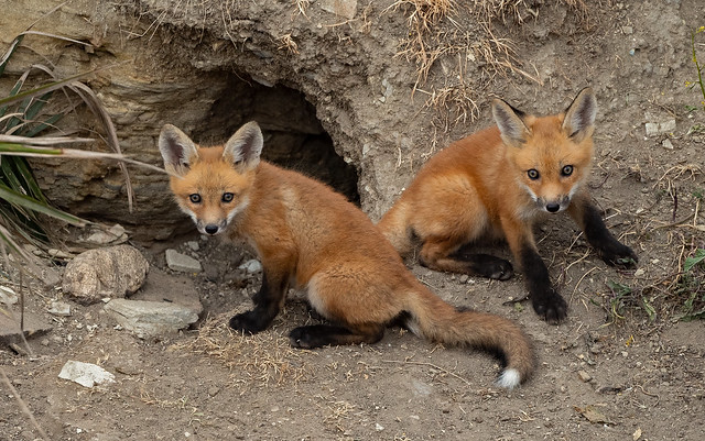 Fox kits