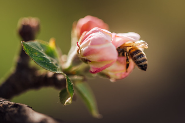Close-up of a bee on an apple flower with a blurry background