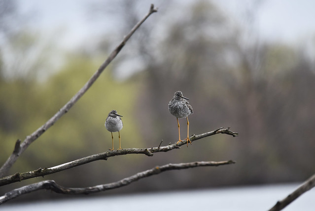 Lesser and greater yellowlegs