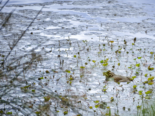 Bullfrog in pond
