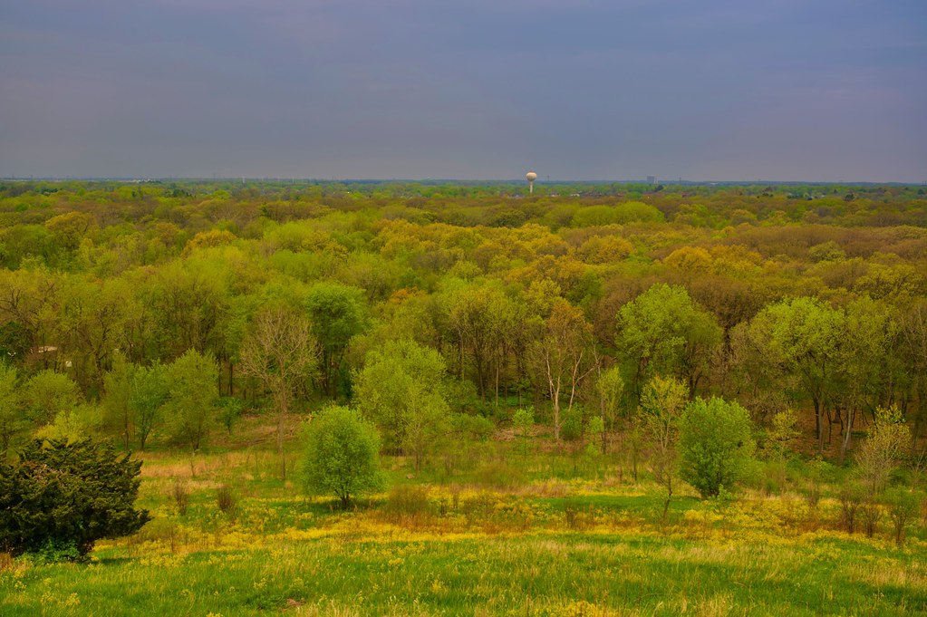 Shades of yellow and green in the forest preserve
