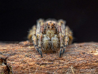 Orb weaver spider (Eriovixia sp.) - P4188304