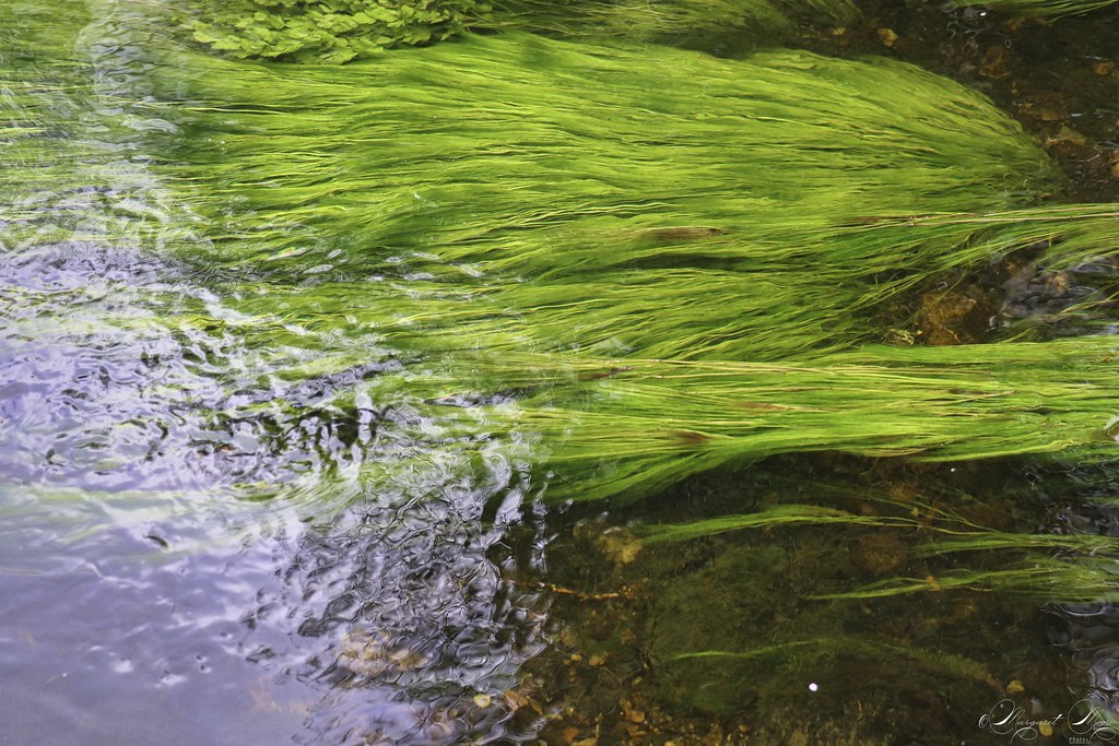 Flowing Green Locks!! (Explored 30 4 21)