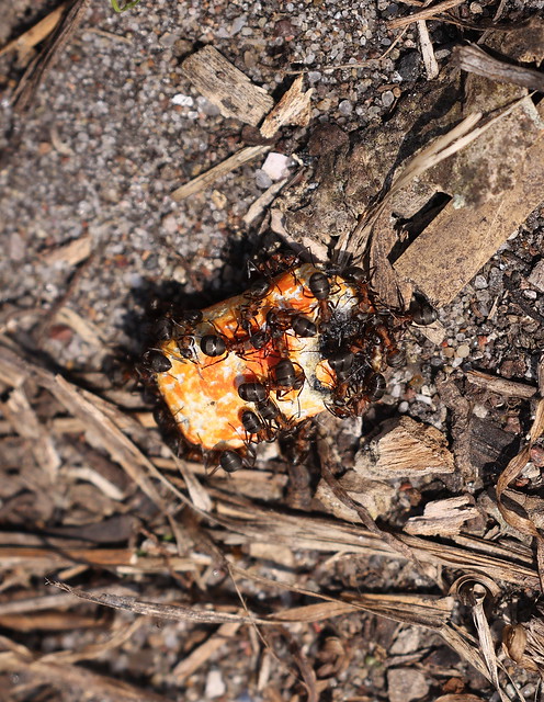 Rød skovmyre (Southern Wood Ant / Formica rufa)  - chewing gum!