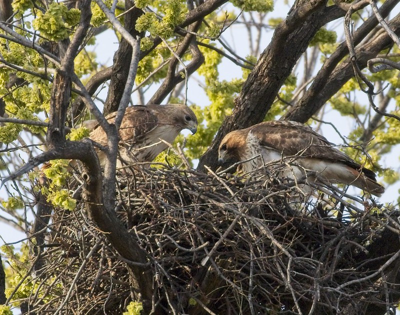 Christo & Amelia checking out their chick(s)